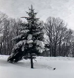 Image00008_1 copy.webp