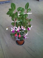 15-09-09_1621 fucsia.webp