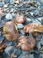 IMG_20171118_151426.jpg