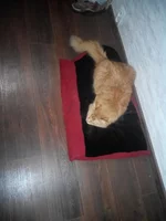IMG_20170927_221232.webp