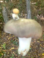 0452.webp