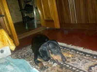 1510475433811.webp