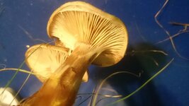 DSC_1006.jpg