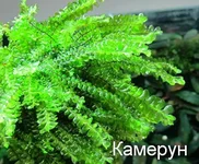 kameroon moss.webp