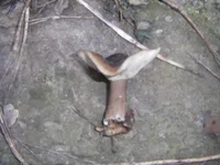 STH75638.jpg