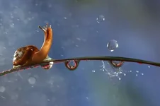 animals water drops snail 1920x1279 wallpaper_www.animalhi.com_46.webp