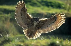eurasian-eagle-owl-bubo-bubo-adult-dietmar-nill.jpg
