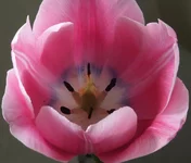 _5194001_.webp