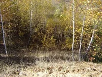 0_2bd65_1f5f2c4a_L.webp