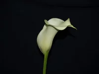 _5295422.webp