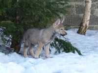 4260961_6e624922.webp