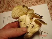 DSC03393.webp