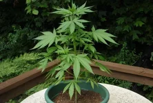 Marihuana-1-e1501182630630.jpg
