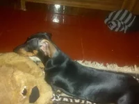 1513748456225.webp