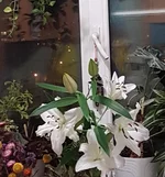 20171226_114250.webp