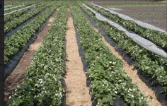  клубники.webp