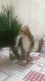 котэ и елка.jpg