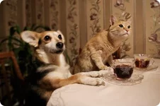 cat_and_dogs_18_01.webp