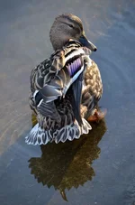 .webp