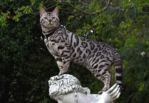 istoriya-bengalskoi-koshki-1.webp