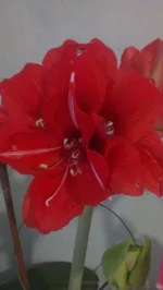 IMAG1755_BURST002.webp