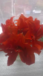 IMAG1781.webp