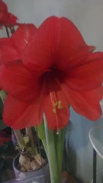 IMAG1774_BURST002.webp