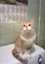 0590.webp