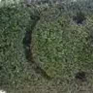 Greedged