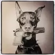 Doberman