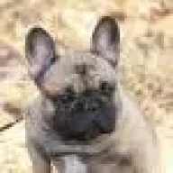 buldog001