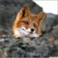 foxy