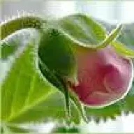 gloxinia