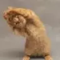 Gingerok