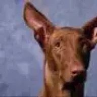 doberman78