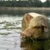 Хрюшкин
