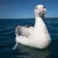 Albatroc