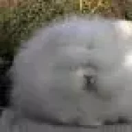 majorka