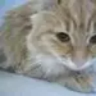 *Рыжая Катька*