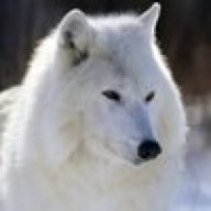 White_Wolf