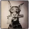 Doberman