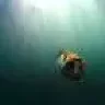 Pike