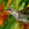 humming-bird