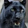 kiska*