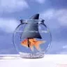 Goldfish:)