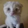 Макс_шотландец