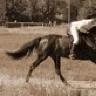 Crazy Rider