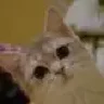 pumochka