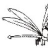 Dragon-fly