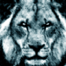 lion_rsm